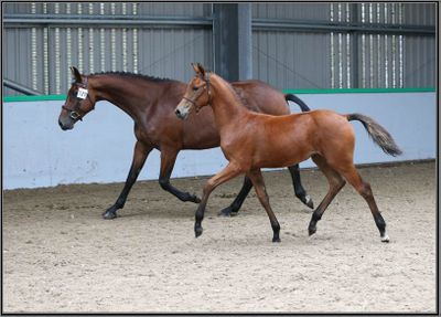 Bay Filly 2yo by Epsom Gesmeray