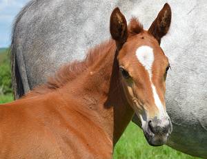 Chestnut Filly Foal by Tarkan