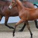 Bay Filly 2yo by Epsom Gesmeray