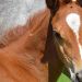 Chestnut Filly Foal by Tarkan